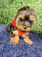 Valor, a male Yorkshire Terrier for sale in Houston, TX – Photo 9 of 10