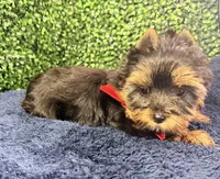 Valor, a male Yorkshire Terrier for sale in Houston, TX – Photo 6 of 10
