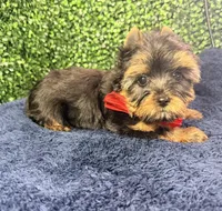Valor, a male Yorkshire Terrier for sale in Houston, TX – Photo 7 of 10
