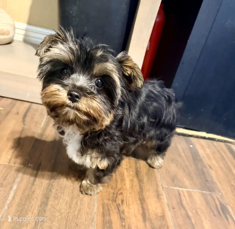 Sterling – Yorkshire Terrier puppy for sale in Houston, TX