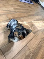 Sterling, a male Yorkshire Terrier for sale in Houston, TX – Photo 9 of 9