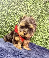 Valor, a male Yorkshire Terrier for sale in Houston, TX – Photo 5 of 10