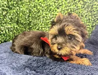 Valor, a male Yorkshire Terrier for sale in Houston, TX – Photo 4 of 10