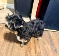 Sterling, a male Yorkshire Terrier for sale in Houston, TX – Photo 3 of 9