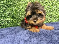 Valor, a male Yorkshire Terrier for sale in Houston, TX – Photo 10 of 10