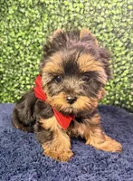Valor, a male Yorkshire Terrier for sale in Houston, TX – Photo 2 of 10