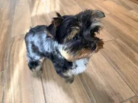 Sterling, a male Yorkshire Terrier for sale in Houston, TX – Photo 8 of 9