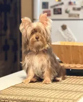 S’more, a female Yorkshire Terrier for sale in Houston, TX – 4 of 7