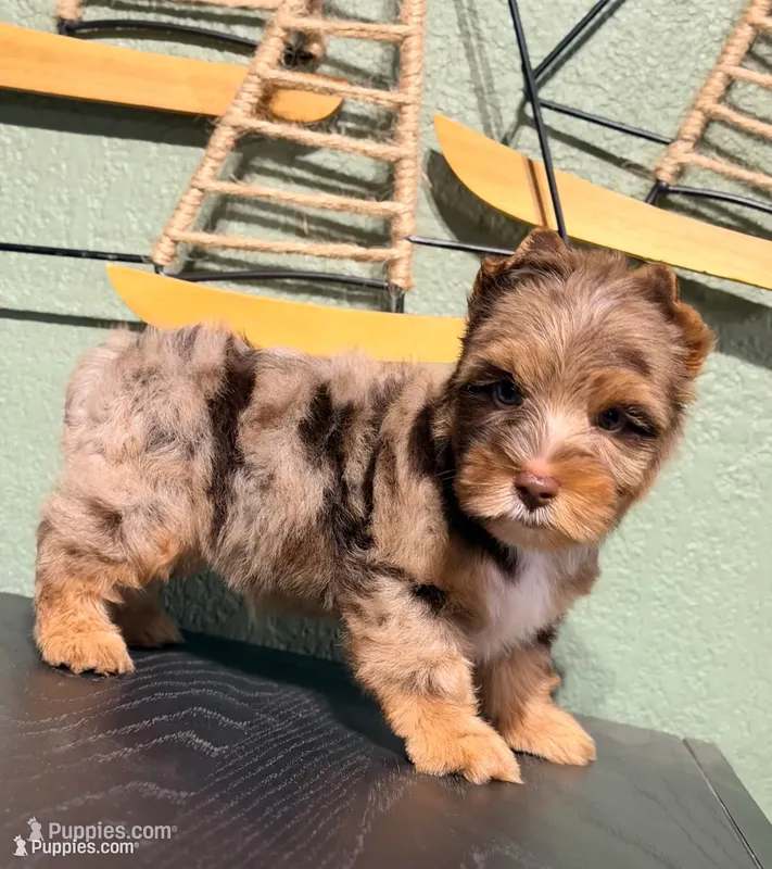 Jedi – Yorkshire Terrier puppy for sale in Houston, TX