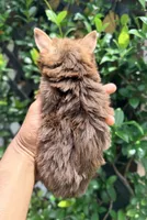 Hershey, a female Yorkshire Terrier for sale in Houston, TX – 6 of 7