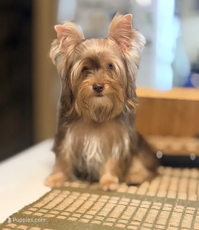 S’more – Yorkshire Terrier puppy for sale in Houston, TX
