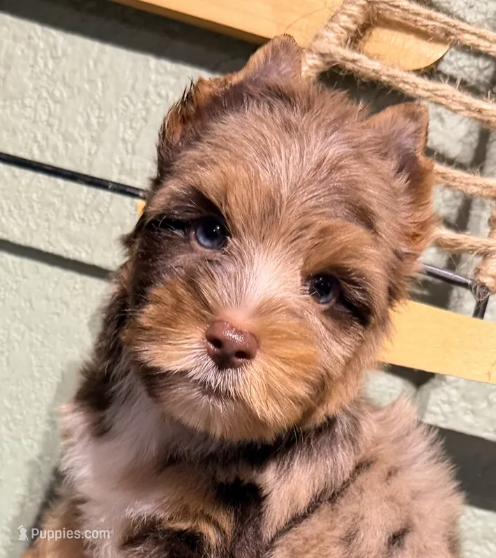 Jedi – Yorkshire Terrier puppy for sale in Houston, TX