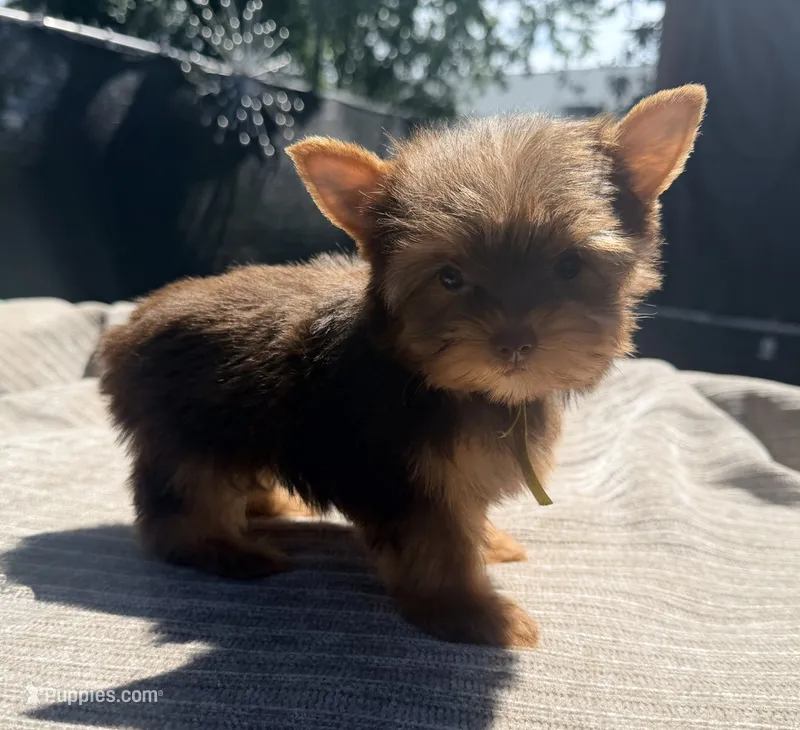 Expresso – Yorkshire Terrier puppy for sale in Houston, TX