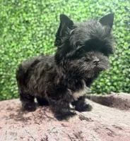 Drift, a male Yorkshire Terrier for sale in Houston, TX – 7 of 9