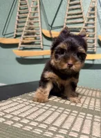 Hershey , a male Yorkshire Terrier for sale in Houston, TX – 1 of 8