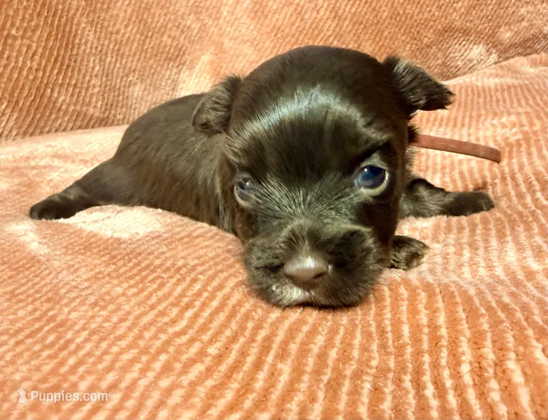 Nestle – Yorkshire Terrier puppy for sale in Houston, TX