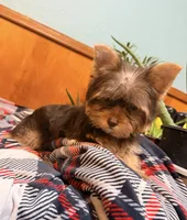 Brownie, a female Yorkshire Terrier for sale in Houston, TX – 8 of 9