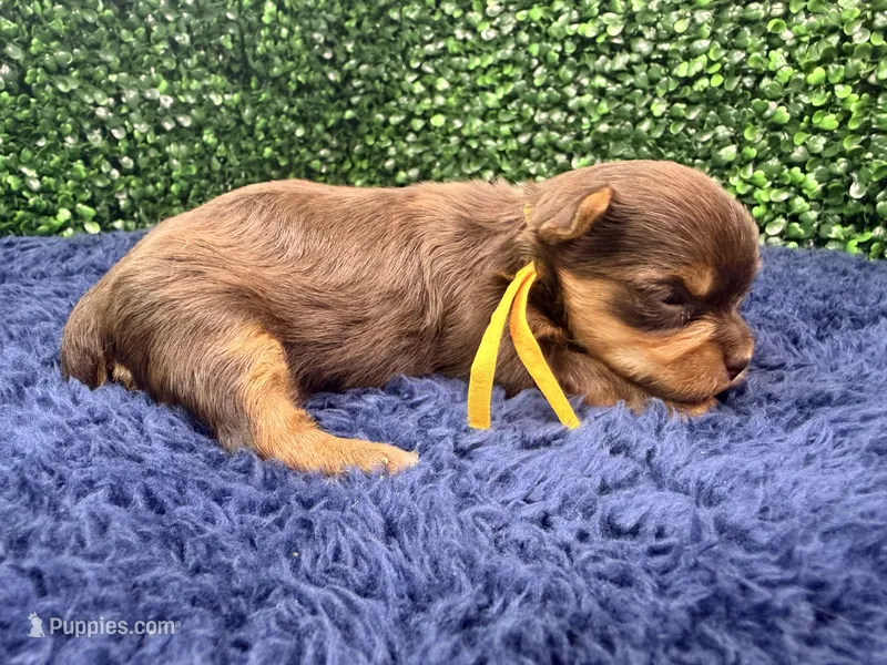  Nutmeg – Yorkshire Terrier puppy for sale in Houston, TX