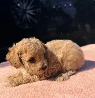 Nova, a female Poodle - Toy  for sale in Houston, TX – 6 of 9