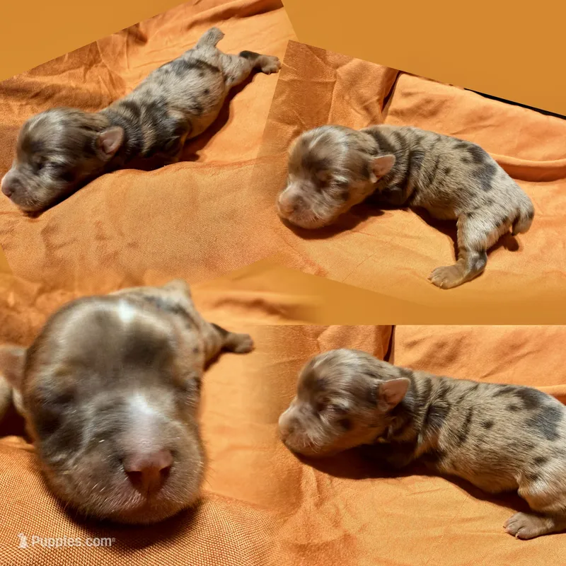 Jedi – Yorkshire Terrier puppy for sale in Houston, TX