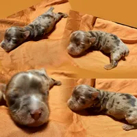 Jedi, a male Yorkshire Terrier for sale in Houston, TX – 1 of 5