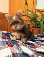 Brownie, a female Yorkshire Terrier for sale in Houston, TX – 5 of 9