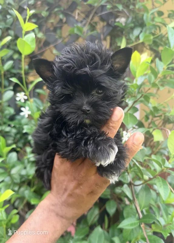 Drift – Yorkshire Terrier puppy for sale in Houston, TX