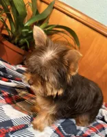 Brownie, a female Yorkshire Terrier for sale in Houston, TX – 6 of 9