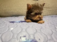 Hershey, a female Yorkshire Terrier for sale in Houston, TX – 5 of 7