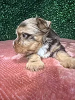 Jedi, a male Yorkshire Terrier for sale in Houston, TX – 7 of 8