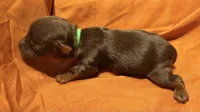 Hershey , a male Yorkshire Terrier for sale in Houston, TX – 3 of 5