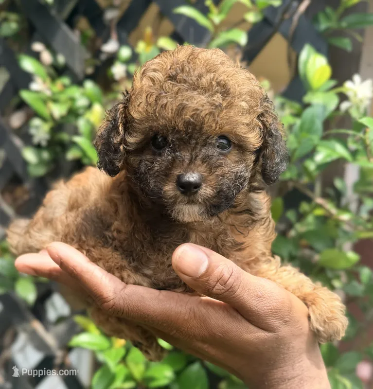 Scarlet Wind – Poodle - Toy  puppy for sale in Houston, TX