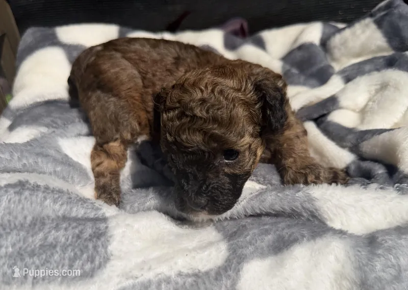 Scarlet Wind – Poodle - Toy  puppy for sale in Houston, TX