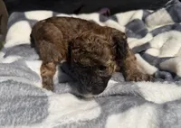 Scarlet Wind, a female Poodle - Toy  for sale in Houston, TX – Photo 1 of 6