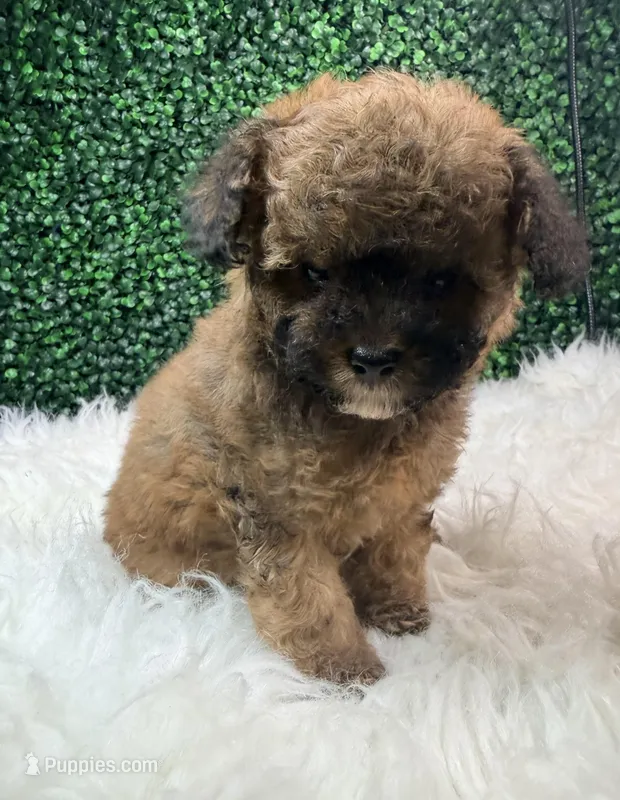 Scarlet Wind – Poodle - Toy  puppy for sale in Houston, TX