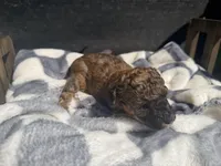 Scarlet Wind, a female Poodle - Toy  for sale in Houston, TX – Photo 6 of 6