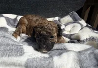 Scarlet Wind, a female Poodle - Toy  for sale in Houston, TX – Photo 4 of 6