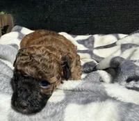 Scarlet Wind, a female Poodle - Toy  for sale in Houston, TX – Photo 3 of 6