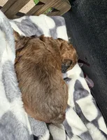 Scarlet Wind, a female Poodle - Toy  for sale in Houston, TX – Photo 5 of 6