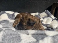 Scarlet Wind, a female Poodle - Toy  for sale in Houston, TX – Photo 2 of 6