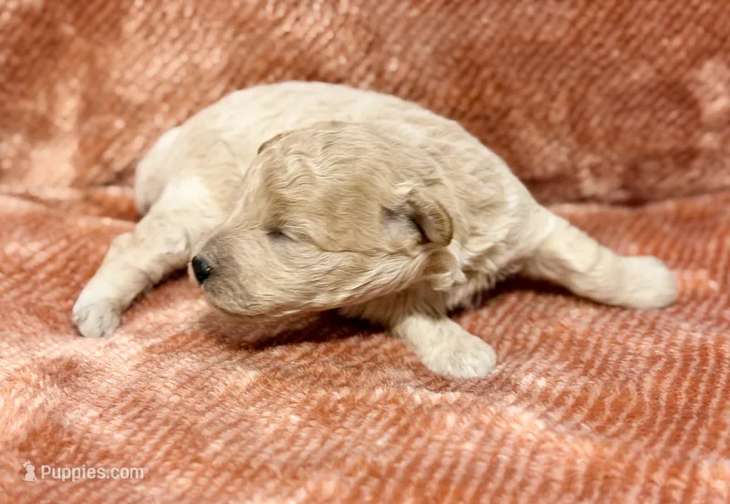 Astro – Poodle - Toy  puppy for sale in Houston, TX