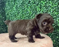 Cinnamon, a female Yorkshire Terrier for sale in Houston, TX – 2 of 9