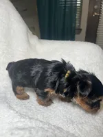 Harriet Yellow, a female Yorkshire Terrier for sale in Houston, TX – 4 of 4