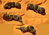 Hershey , a male Yorkshire Terrier for sale in Houston, TX – 1 of 5