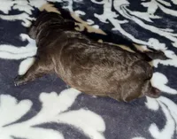 Luna, a female Poodle - Toy  for sale in Houston, TX – 1 of 9
