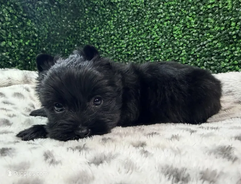 Tide – Yorkshire Terrier puppy for sale in Houston, TX