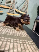 Hershey , a male Yorkshire Terrier for sale in Houston, TX – 8 of 8