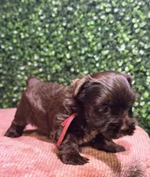 Nestle, a male Yorkshire Terrier for sale in Houston, TX – 5 of 8