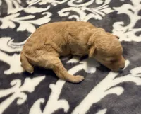 Cosmo, a male Poodle - Toy  for sale in Houston, TX – 7 of 8