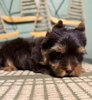 Hershey , a male Yorkshire Terrier for sale in Houston, TX – 6 of 8